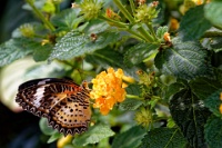DSC 1663  Jardin des Papillons